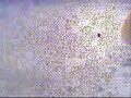 vid�o onboard Exocet