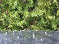 Hail storm in Wellfleet