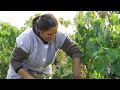 BODEGAS SOLANA DE RAMIREZ RUIZ