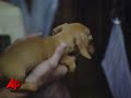 28 Beagles Rescued From Puppy Mill 28 Beagles Rescued From Puppy Mill
