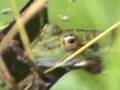 Atlas des  Amphibiens de la Région de Bruxelles à revoir!