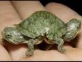 5. Animales Fuera de lo Cumún - Fenomenos Paranormales