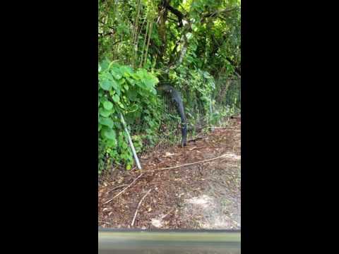 Watch An Alligator Climb A Fence At A Florida Golf Corse