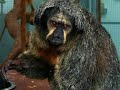 a visit to fota wildlife park