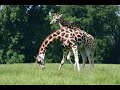 a visit to fota wildlife park
