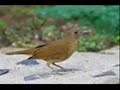 Sabi� da Mata - Turdus fumigatus