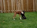 boxer play fighting with cane corso boxer play fighting with cane corso