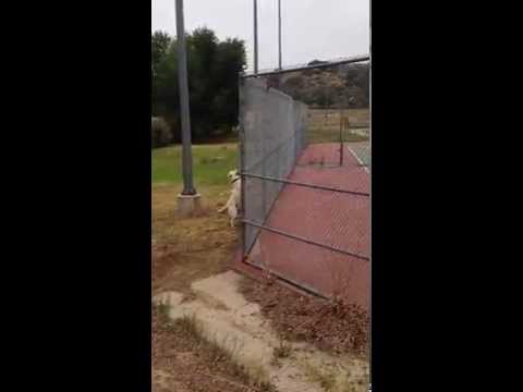 Labrador Retrievers vs Squirrel on Fence