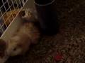 Chowder eating 