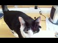 Watch 'Gato cantando Happy birthday'