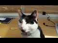 Cat singing happy birthday