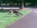 videos de Cupper 11 months old 6