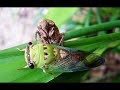 My Austin Entomologist (The Bug Geek Song) My Austin Entomologist (The Bug Geek Song)
