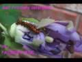 My Austin Entomologist (The Bug Geek Song)