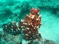 POULPE PLONGEE SEYCHELLES PRASLIN 1080484.MOV POULPE PLONGEE SEYCHELLES PRASLIN 1080484.MOV