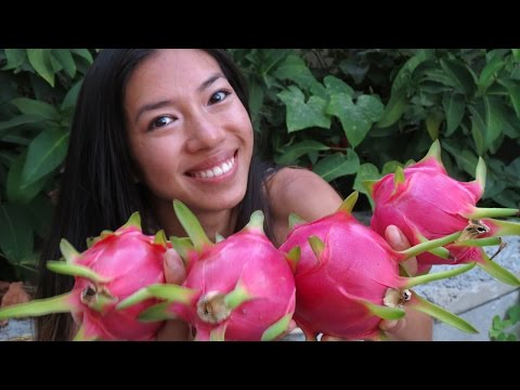 how to harvest dragon fruit seeds