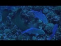 Rangiroa diving Surgeon fish reproduction