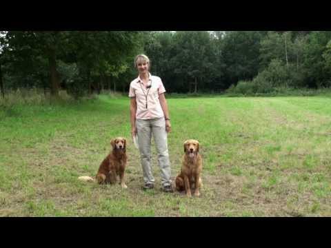 Hunde spielen Ball Hundespielzeug Apportierspielzeug | HUND-unterwegs.de