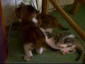 Les bébés de Vanille Les bébés de Vanille