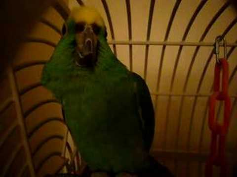 Cookie the Parrot Says Buh Bye and Want some love?