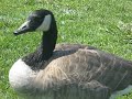 Canadian Geese, goosing around Canadian Geese, goosing around