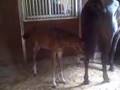 Della Joia Bella S 2008 KWPN Filly