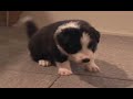 Border Collie Puppies part2 -Sakura Garden- ??????????????????? Border Collie Puppies part2 -Sakura Garden- ???????????????????