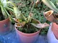 plantas carnivoras