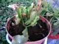 plantas carnivoras