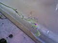 plantas carnivoras
