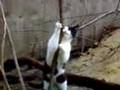 Erotic Pole Dancing