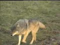 lobo gris acercandose