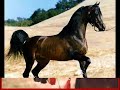 Arab horse tribute