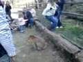 Vogel & Affenpark Eckenhagen  Affen Zoo 2007
