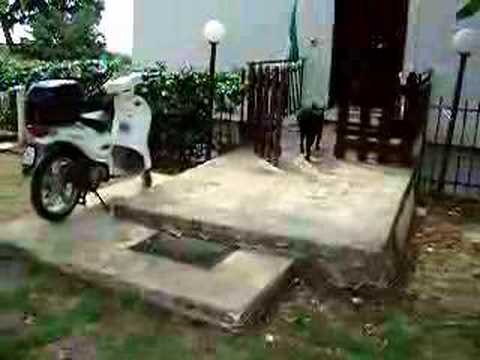 video pensione per cani e gatti - roma