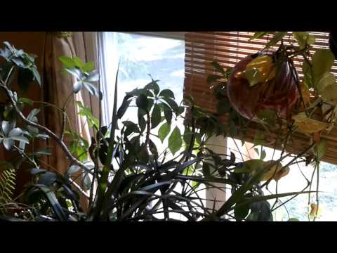 how to transplant yucca pups