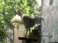 AYAM KETAWA SLOW DANGDUT BAKKA JAWARA