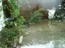 Our Back Garden After IKE Our Back Garden After IKE