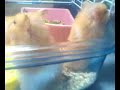 My Syrian Hamster Family~~