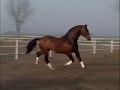 The Path of the Horse (Preview Trailer)