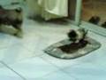 videos de tut parin