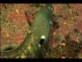 videos de EelinPink-TEST_for_oceans.mp4