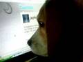 Beagle Licking Screen