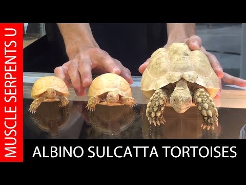 YouTube reptile video
