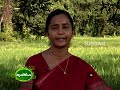 Activities undertaken by Mannanchery panchayath and KB in reviving paddy in the fallow wetlands