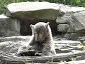 Coalminer Knut!