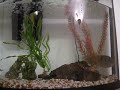 Dinner Time