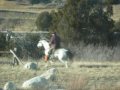 Montana Cattle Drive on the Madison