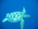 Seaturtle