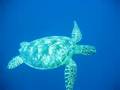 Seaturtle